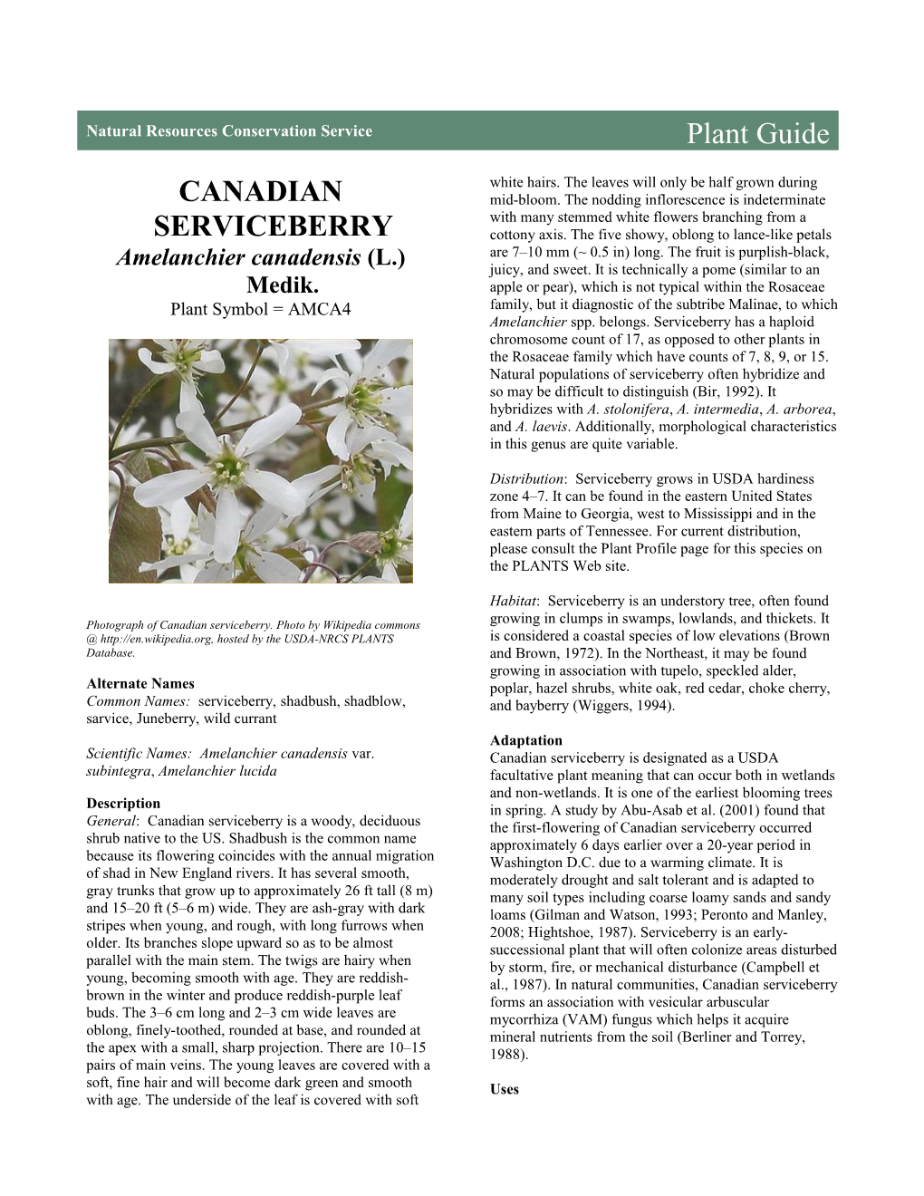 Canadian Serviceberry (Amelanchier Canadensis) Plant Guide