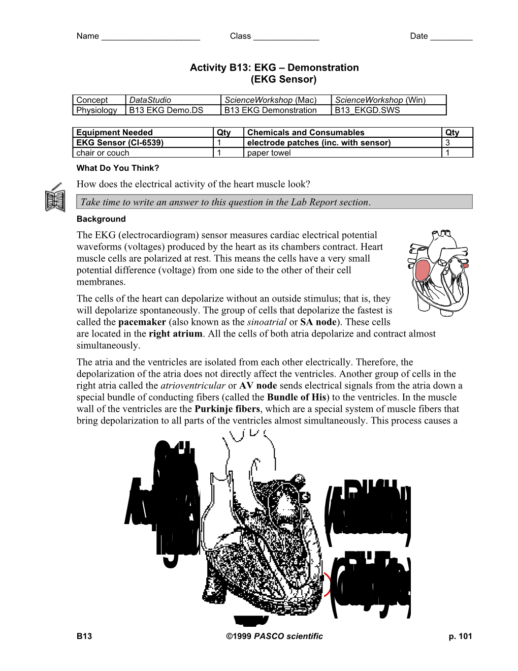 Teacher S Guide - Activity B13: EKG Demonstration