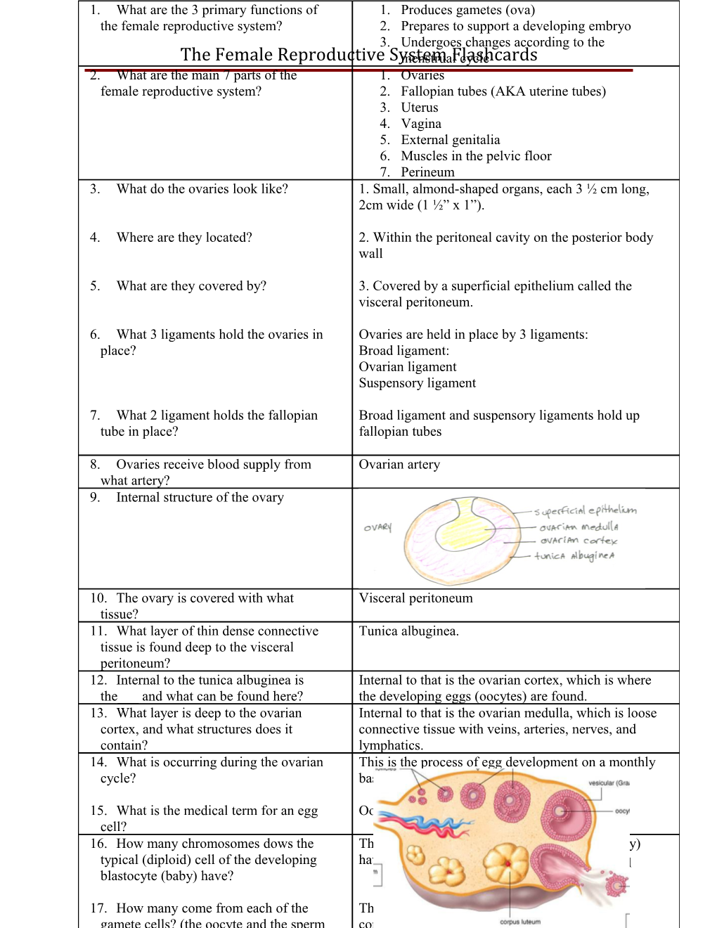 The Female Reproductive System Review Sheet