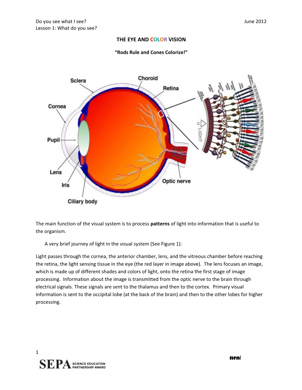 The Eye and Color Vision