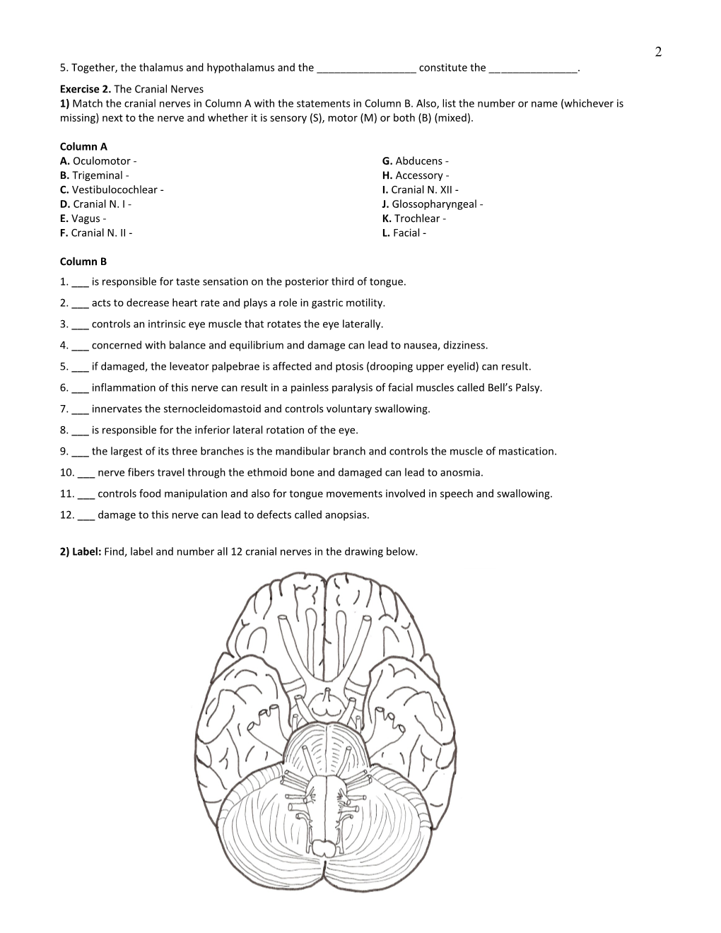 The Nervous System: Brain and Cranial Nerves