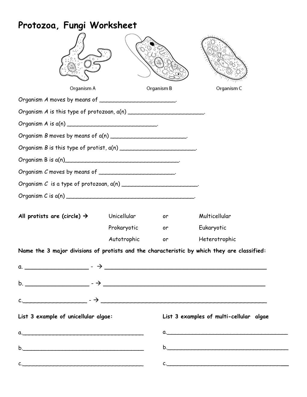 Protozoa, Fungi Worksheet