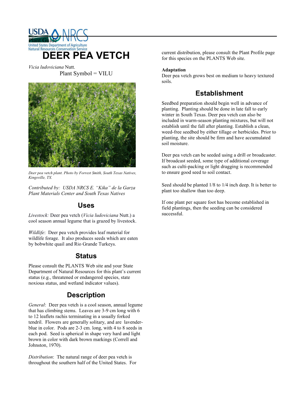 Deer Pea Vetch Plant Guide