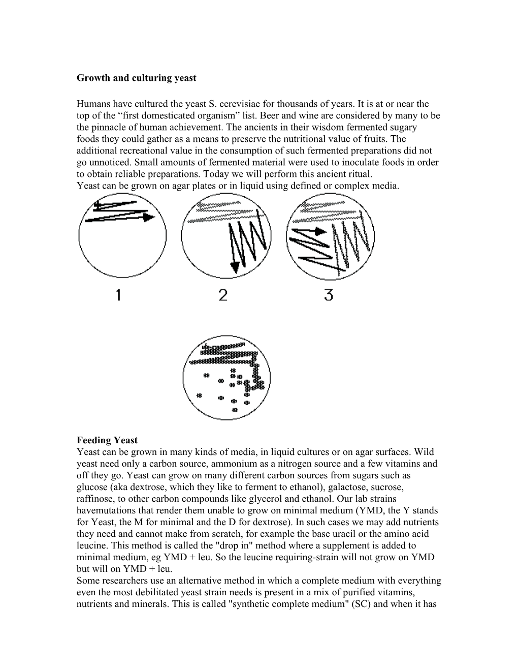 1) the Life Cycle of Yeast