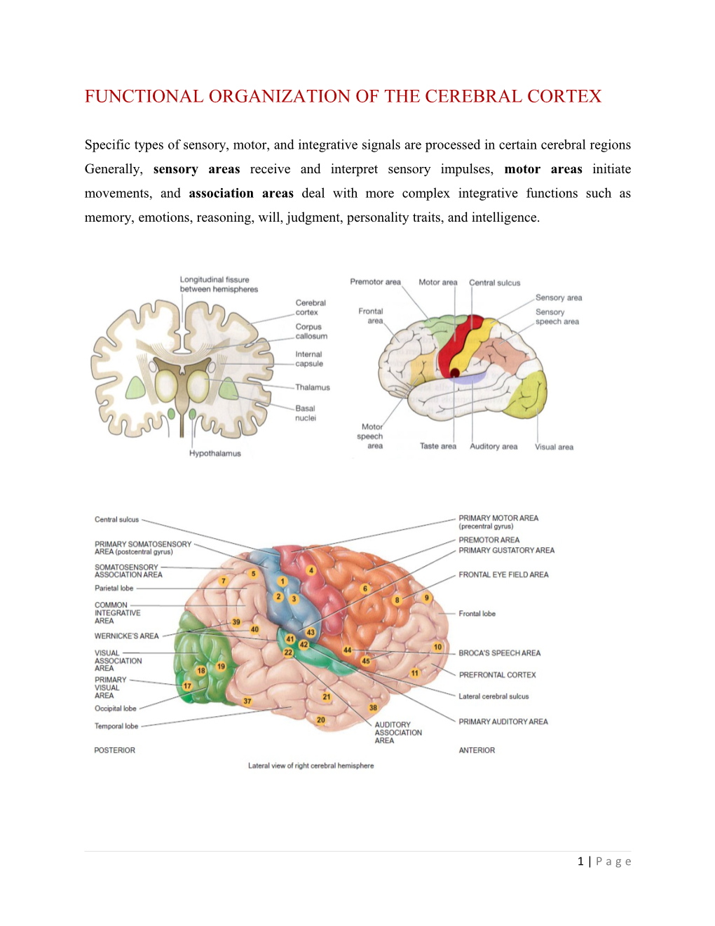 Functional Organization of the Cerebral Cortex