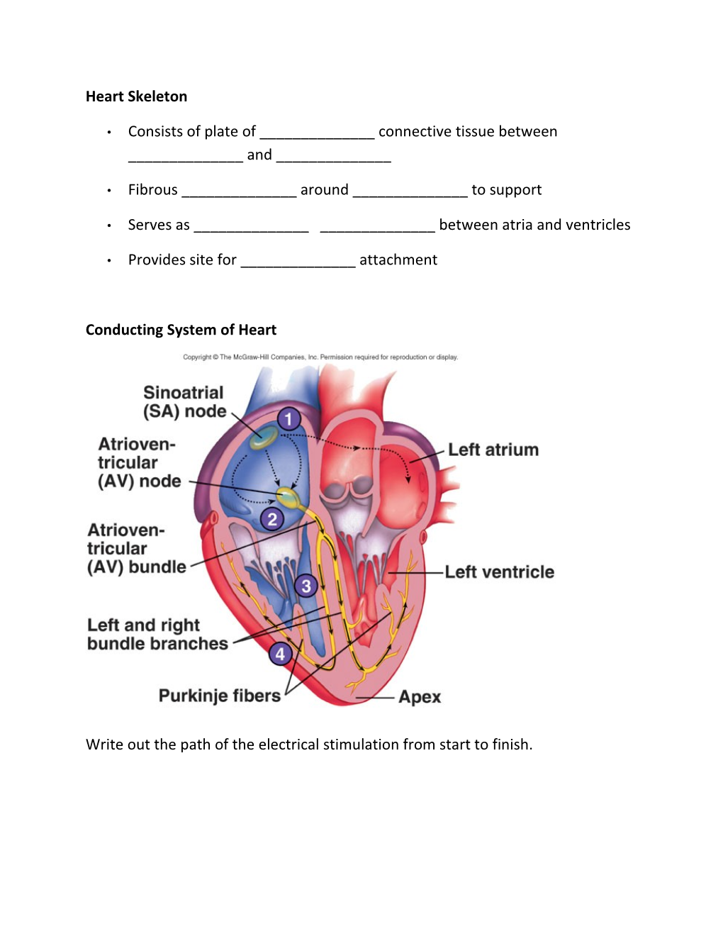 Cardiovascular System: the Heart Part 2