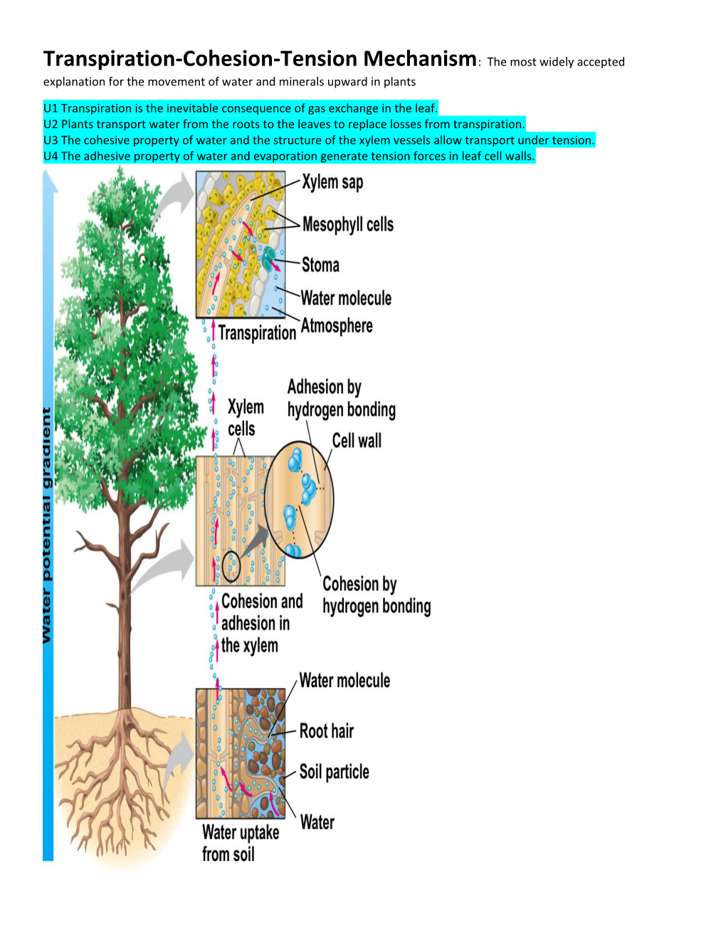 U1 Transpiration Is the Inevitable Consequence of Gas Exchange in the Leaf