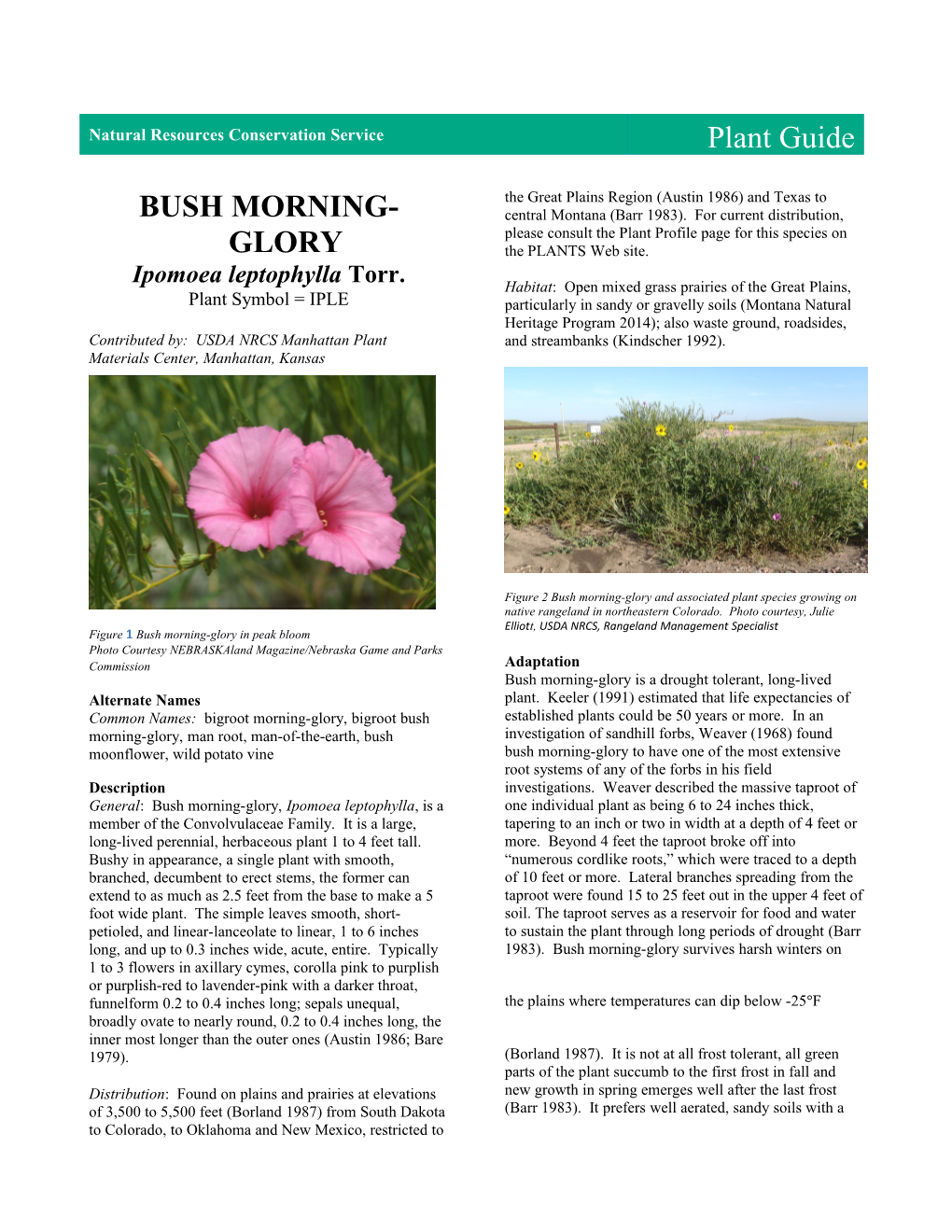 Bush Morning-Glory Plant Guide