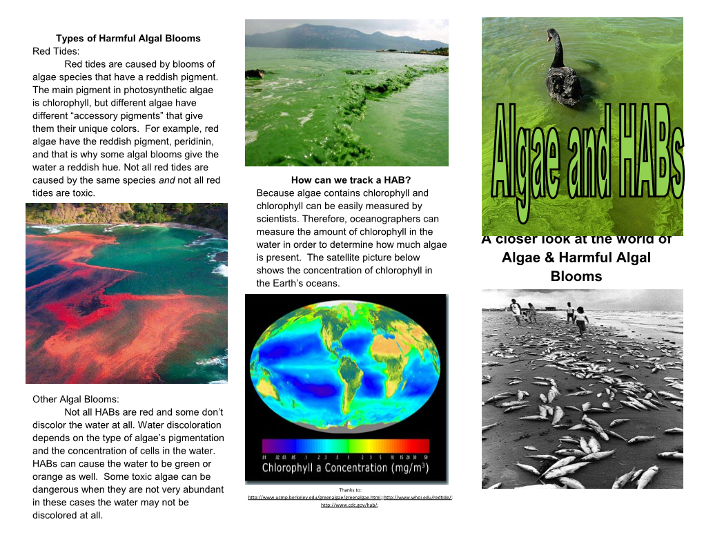 Types of Harmful Algal Blooms