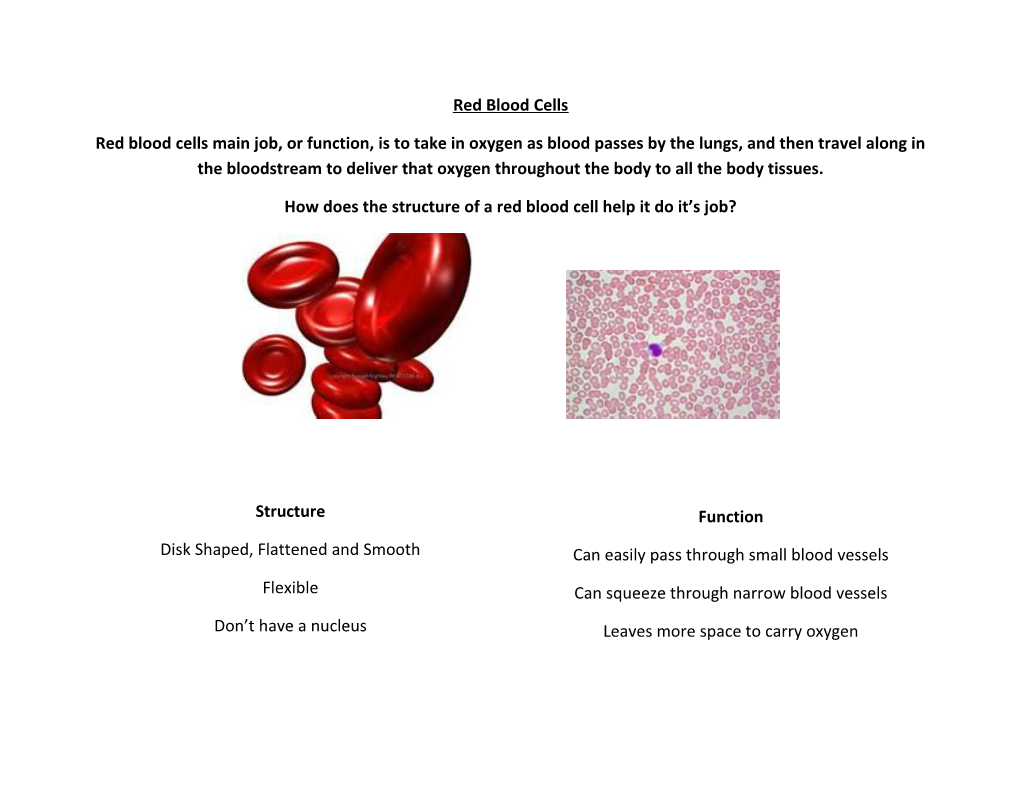How Does the Structure of a Red Blood Cell Help It Do It S Job?