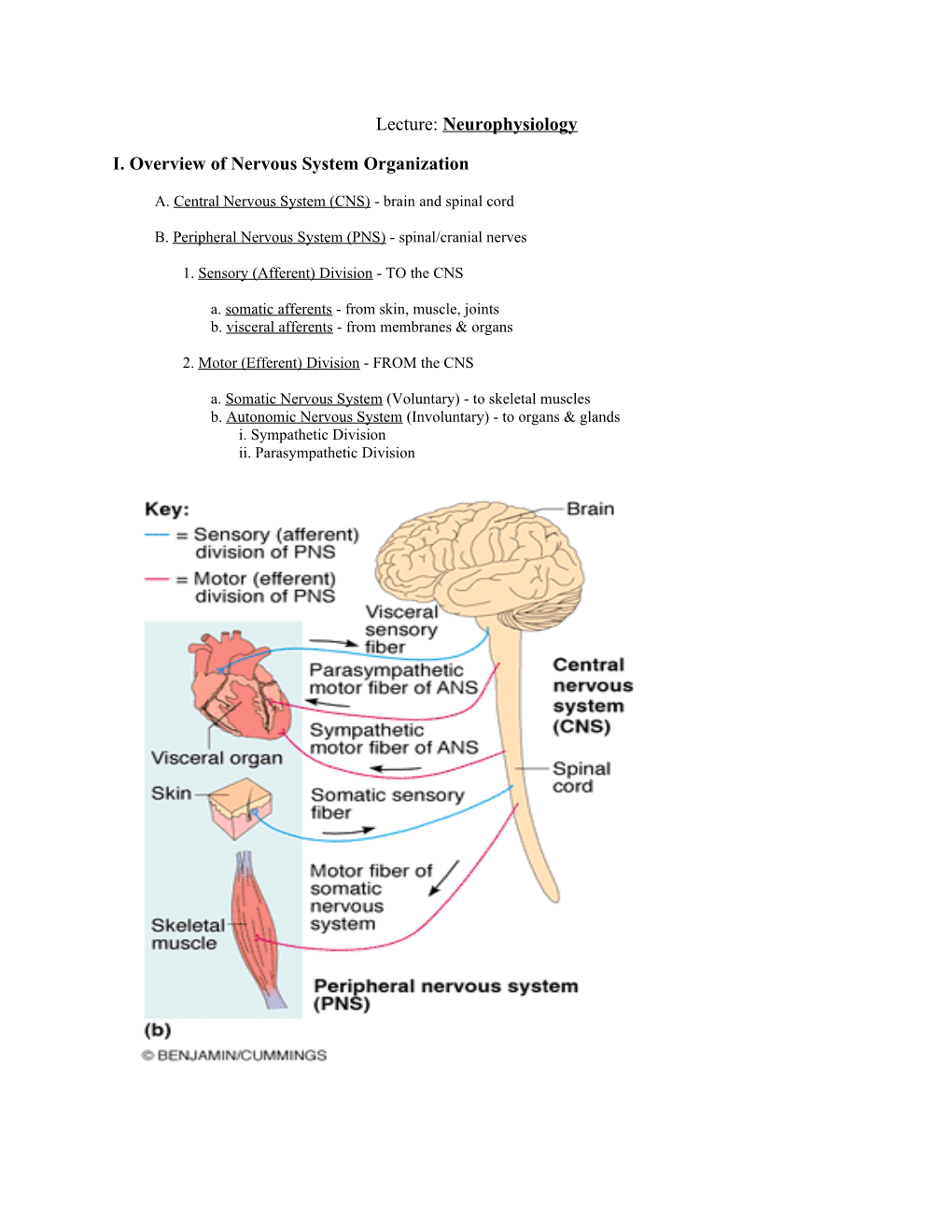 I. Overview of Nervous System Organization