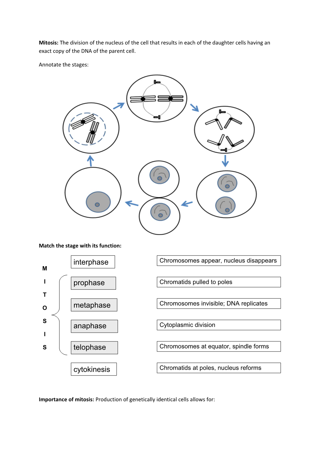 Recall: Comparing Mitosis and Meiosis