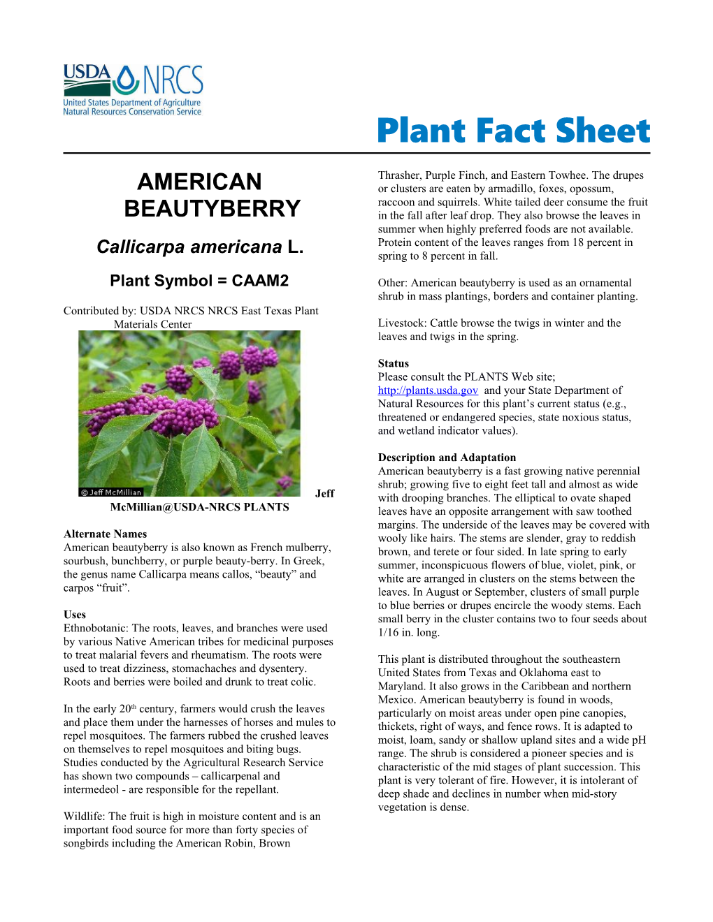 American Beautyberry (Callicarpa Americana) Plant Fact Sheet