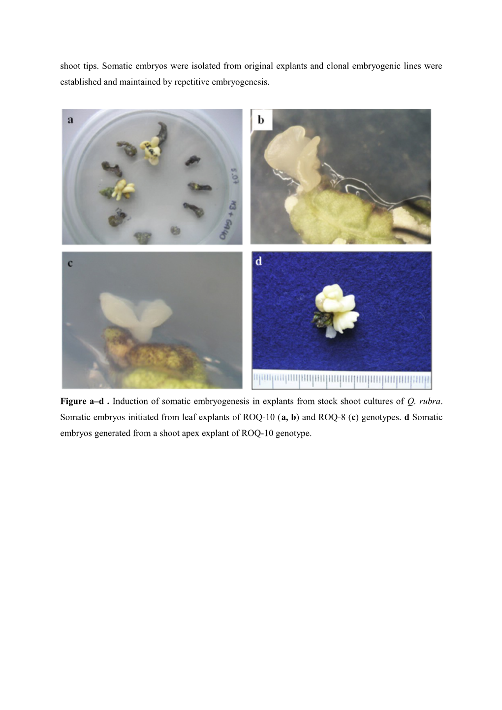 Online Resource 1: Induction of Somatic Embryogenesis in Quercus Rubra