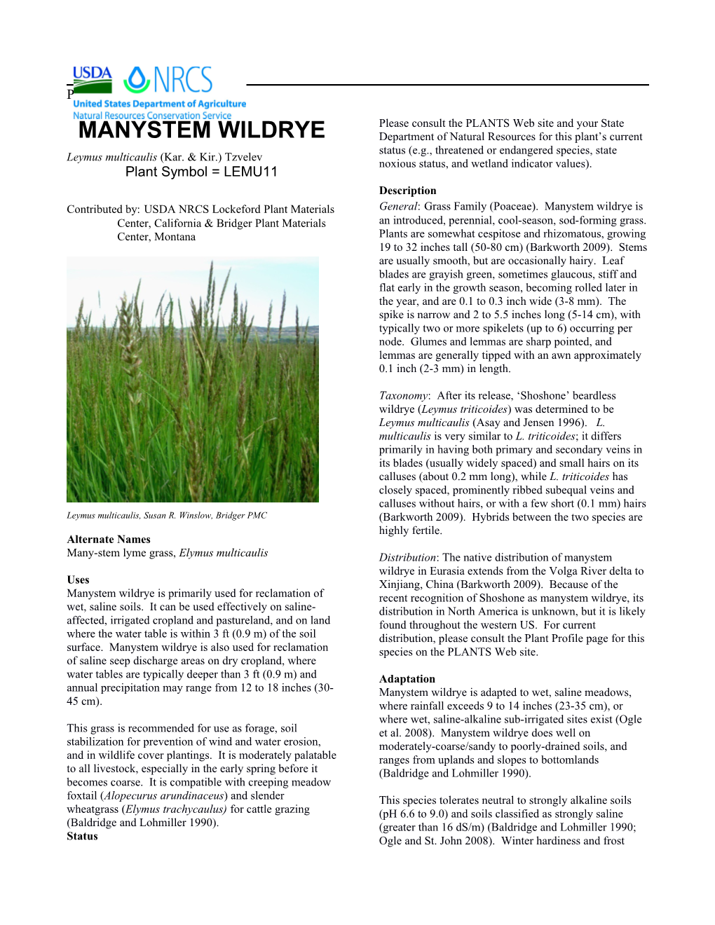 Manystem Wildrye (Leymus Multicaulis) Plant Guide