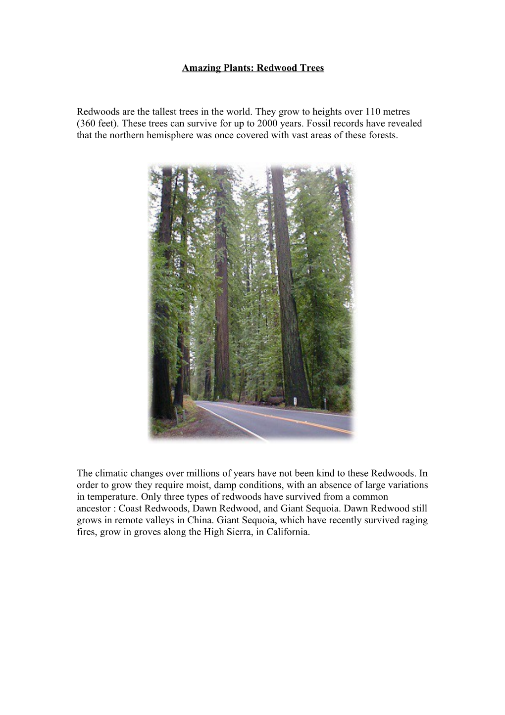 Amazing Plants: Redwood Trees