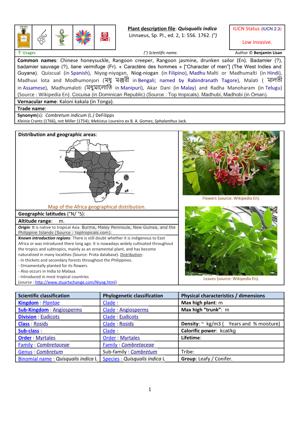 Quisqualis Hybrid Thailand(Thai Double Flower Rangoon Creeper)