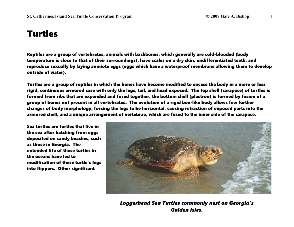 St. Catherines Island Sea Turtle Conservation Program 2007 Gale A. Bishop