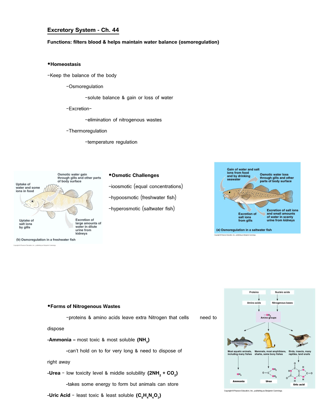 Excretory System - Ch