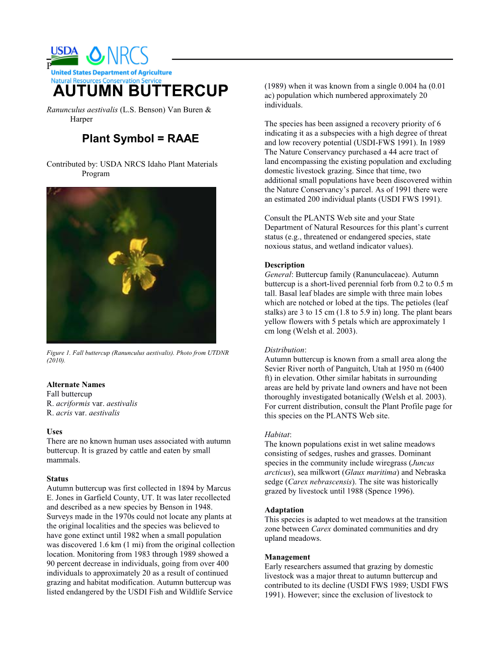 Plant Guide for Autumn Buttercup (Ranunculus Aestivalis)