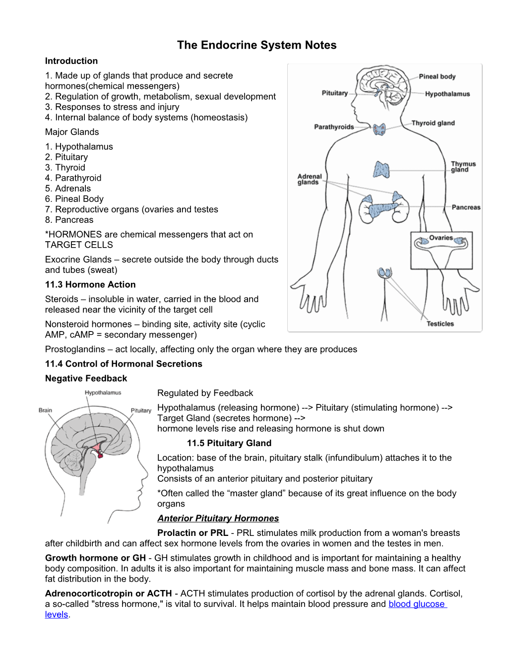 The Endocrine System Notes