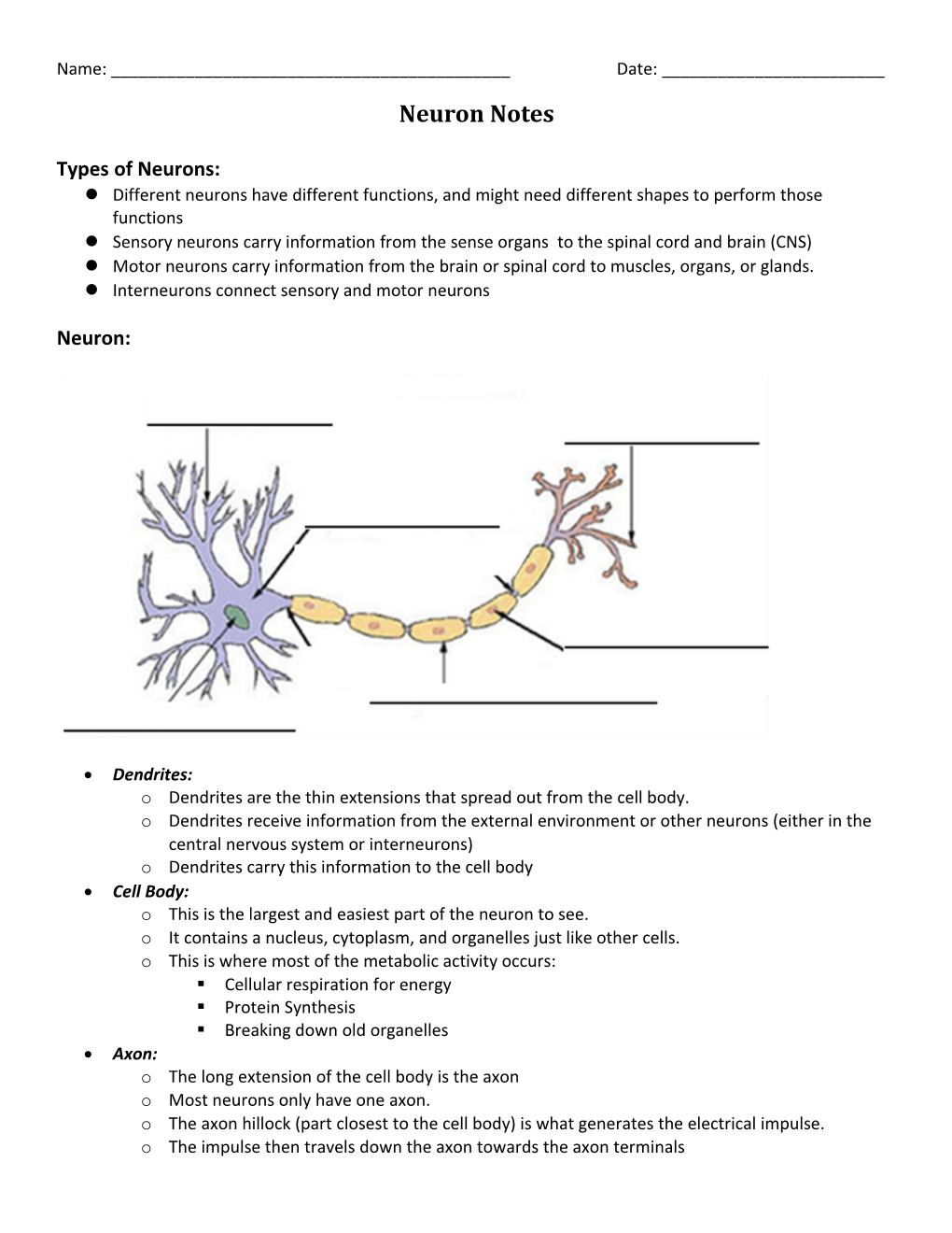 Types of Neurons