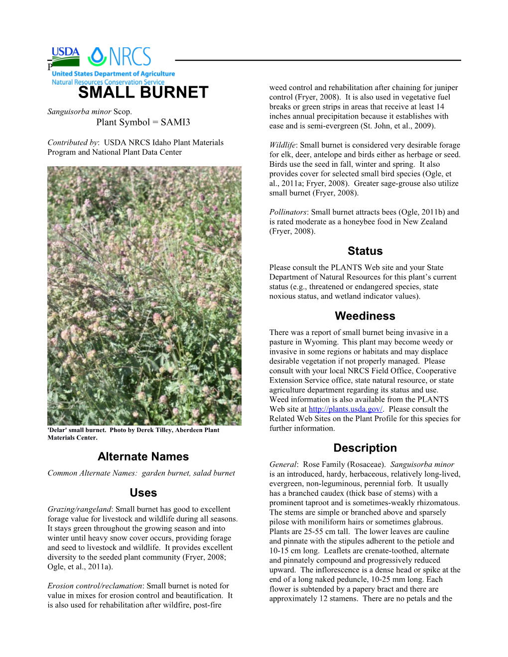 Plant Guide for Small Burnet (Sanguisorba Minor)