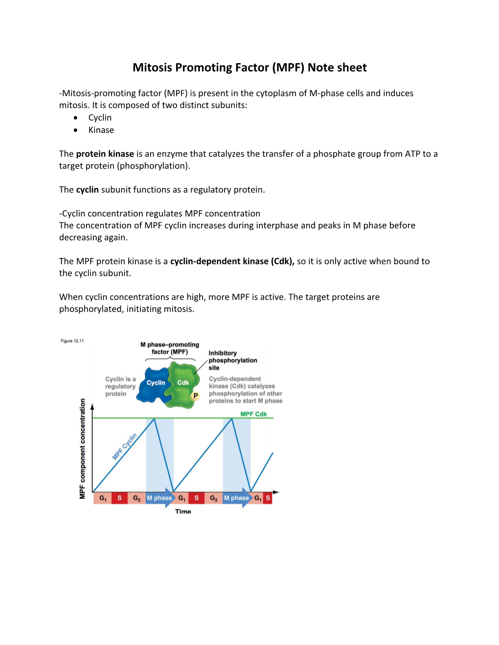 Mitosis Promoting Factor (MPF) Note Sheet
