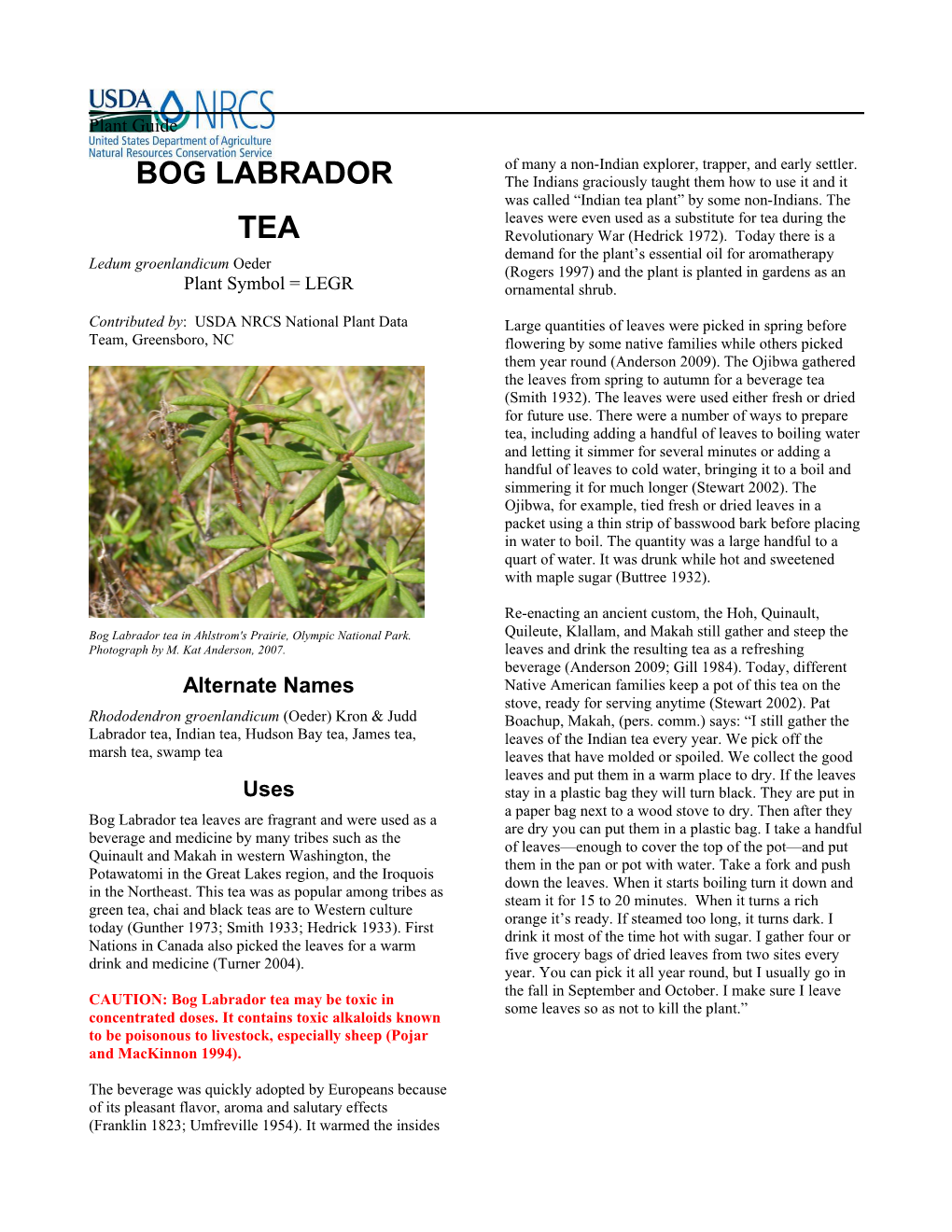 Bog Labrador Tea (Ledum Groenlandicum) Plant Guide
