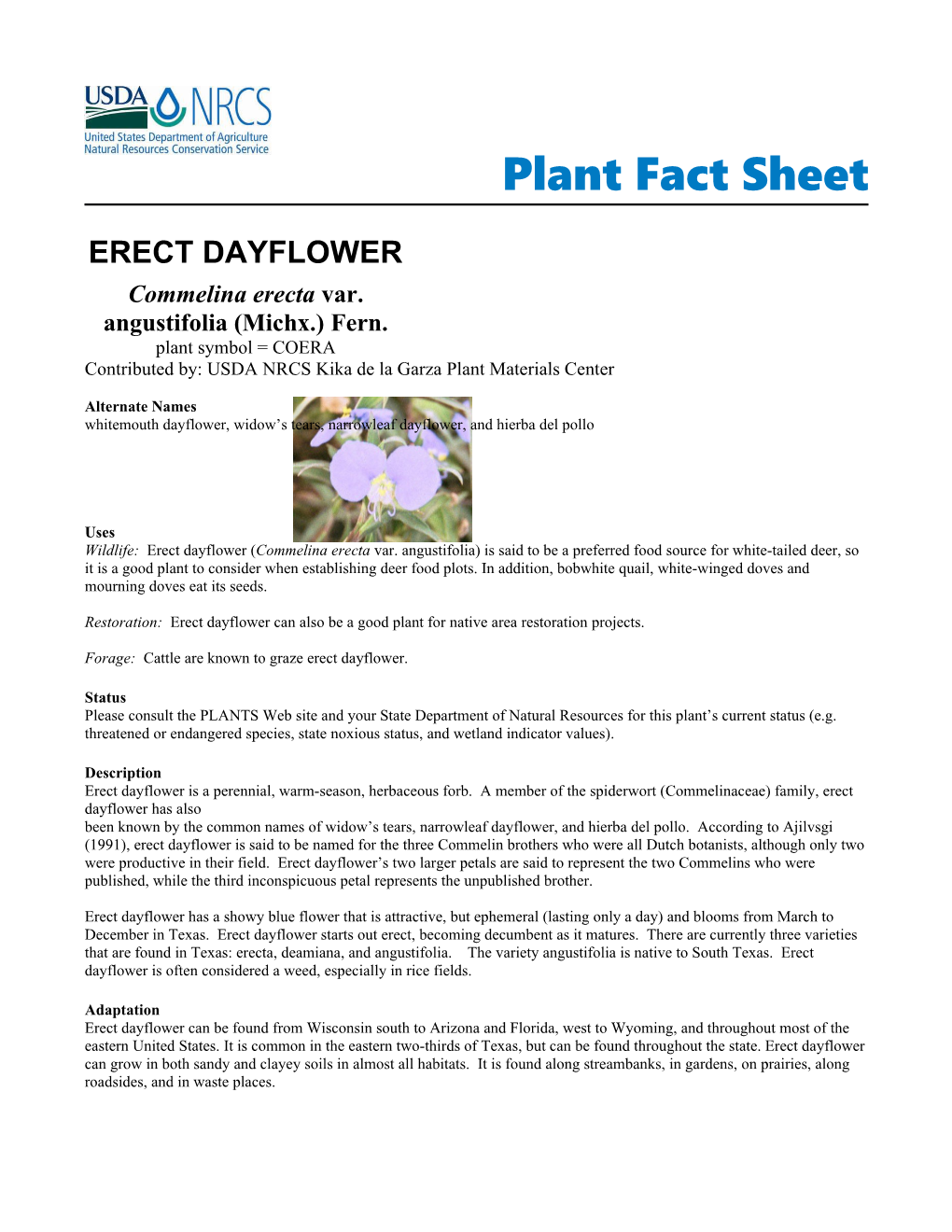 Erect Dayflower Plant Fact Sheet
