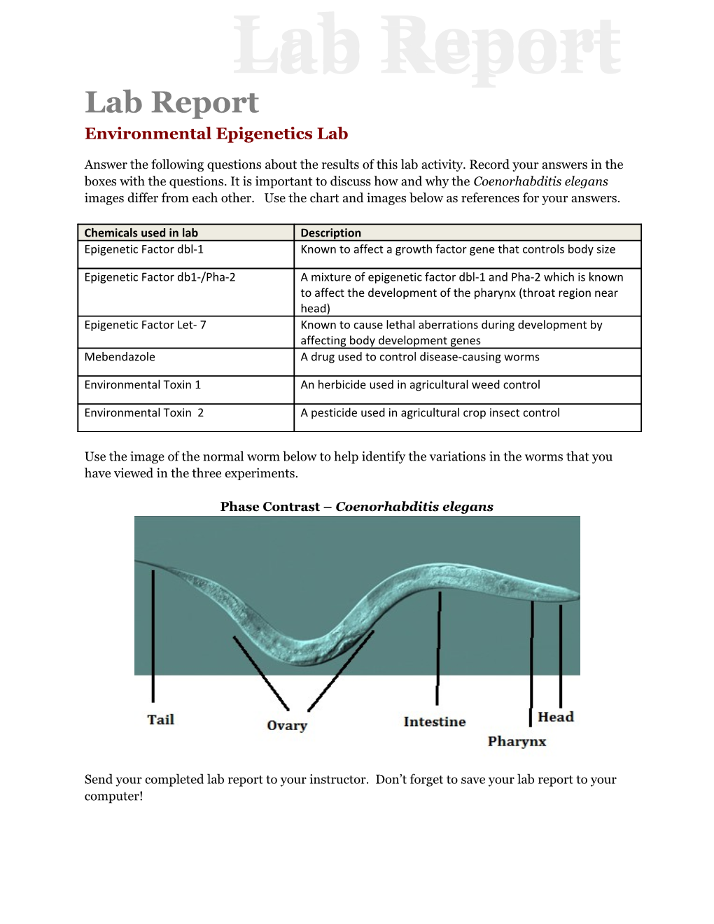 Environmental Epigenetics Lab