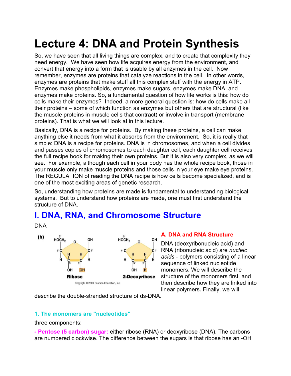 Lecture 4: DNA and Protein Synthesis