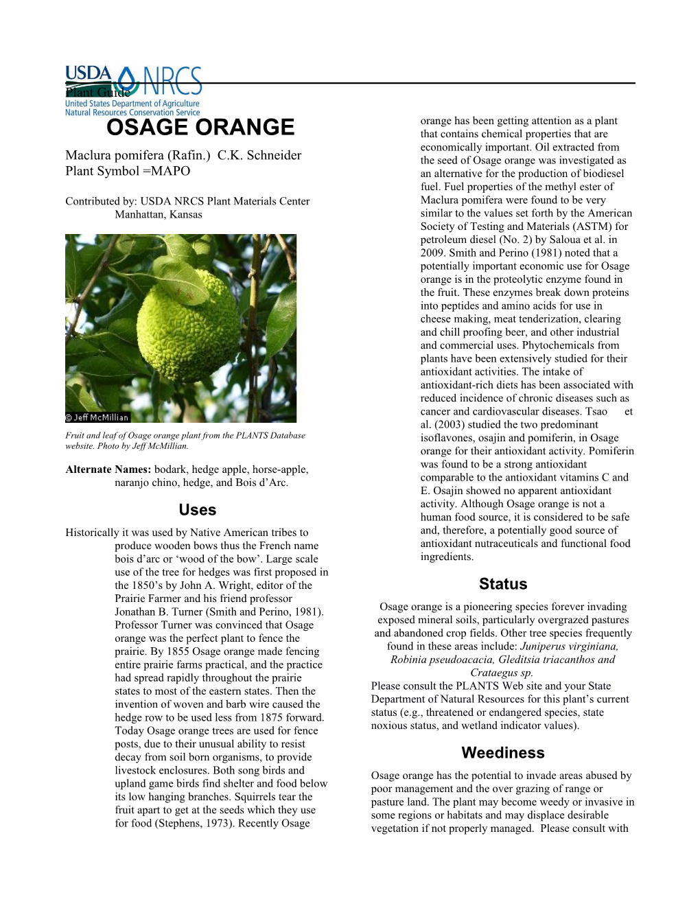 Osage Orange (Maclura Pomifera) Plant Guide