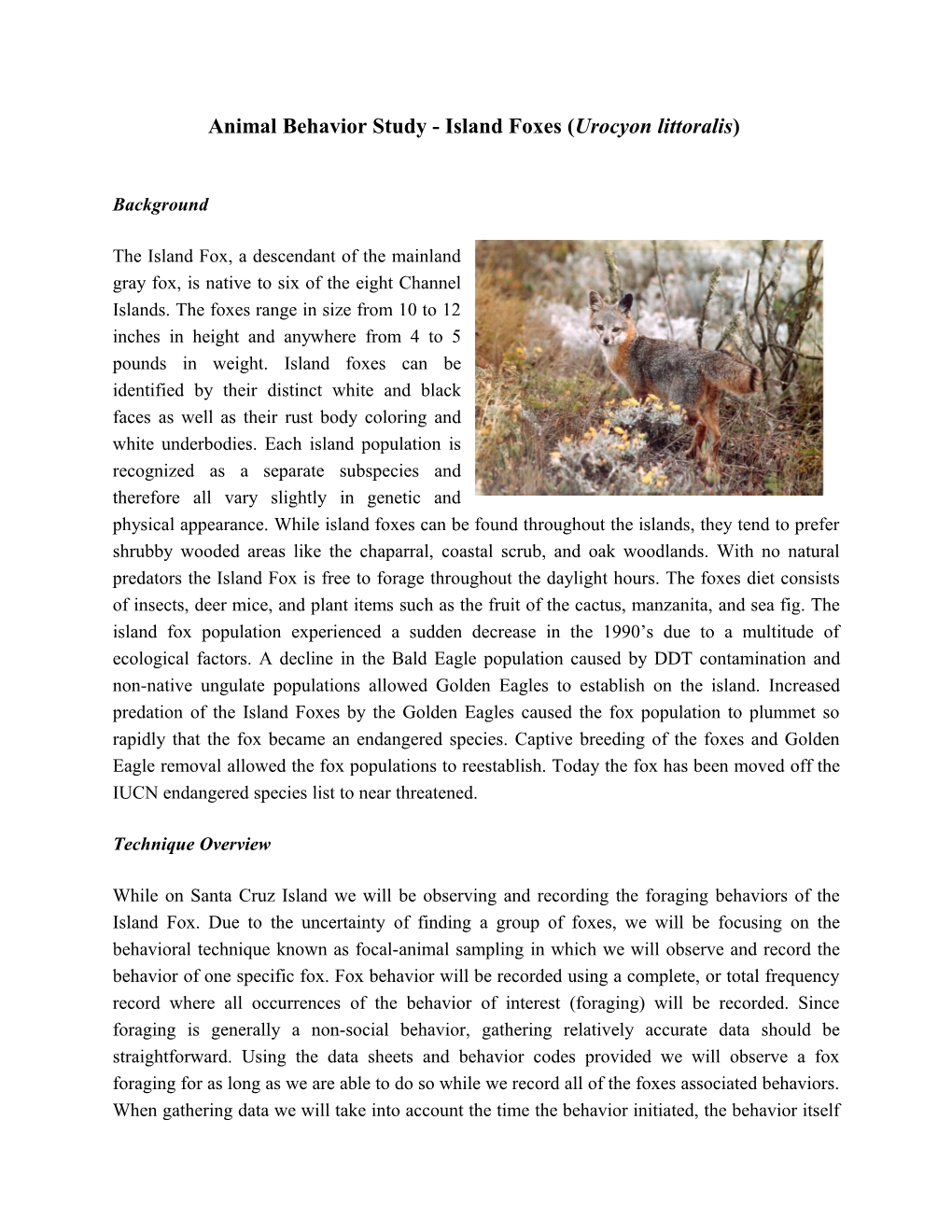 Animal Behavior Study - Island Foxes (Urocyon Littoralis)