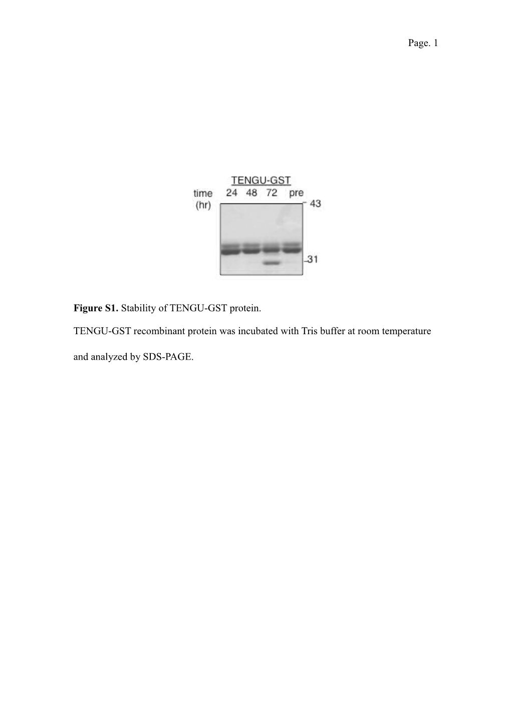 Figure S1. Stability of TENGU-GST Protein