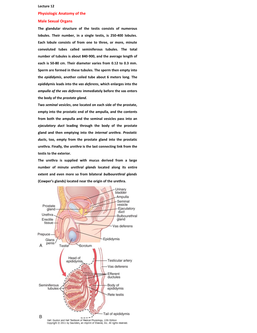 Physiologic Anatomy of The