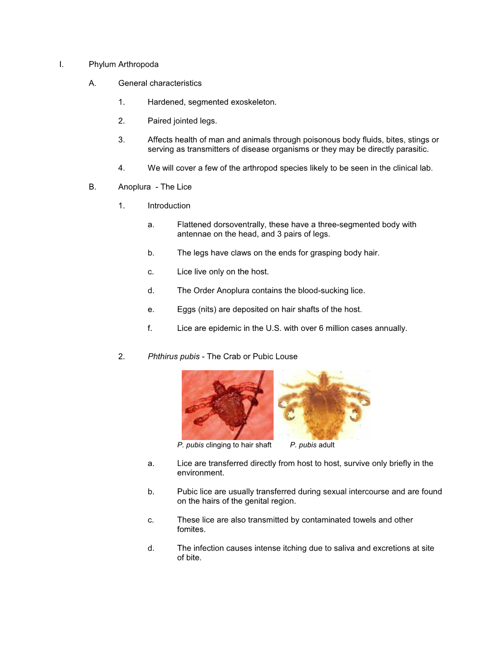 Phylum Arthropoda