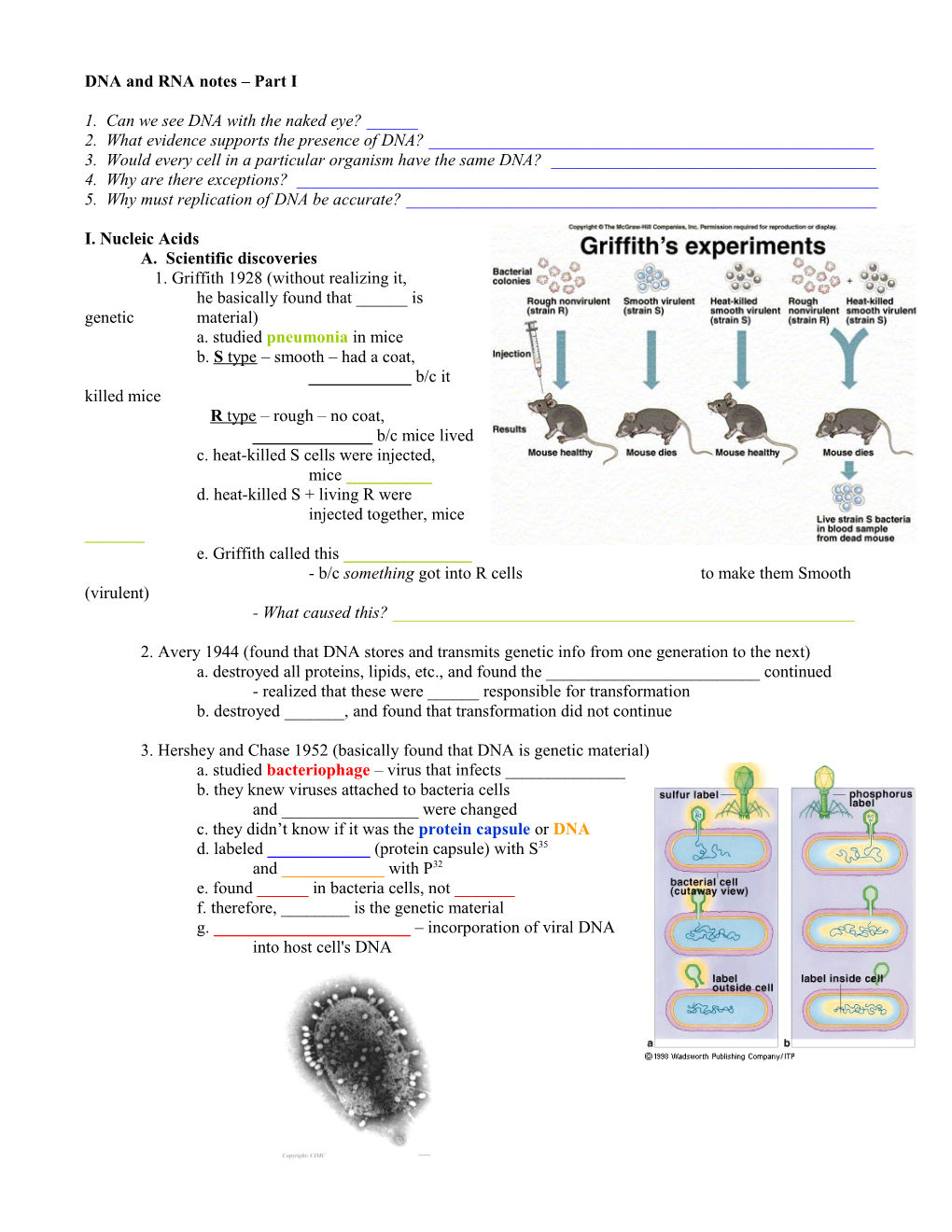 Nucleic Acids, Replication, and Protein Synthesis