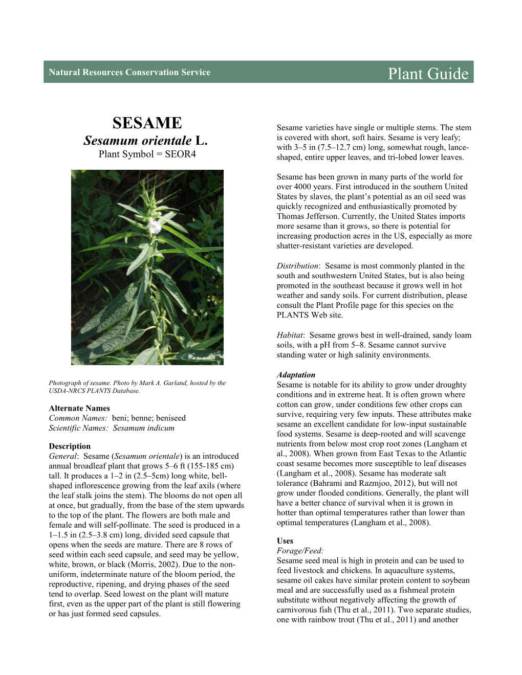 Sesame (Sesamum Orientale) Plant Guide