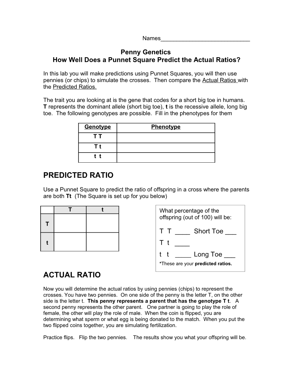Penny Genetics How Well Does a Punnet Square Predict the Actual Ratios?