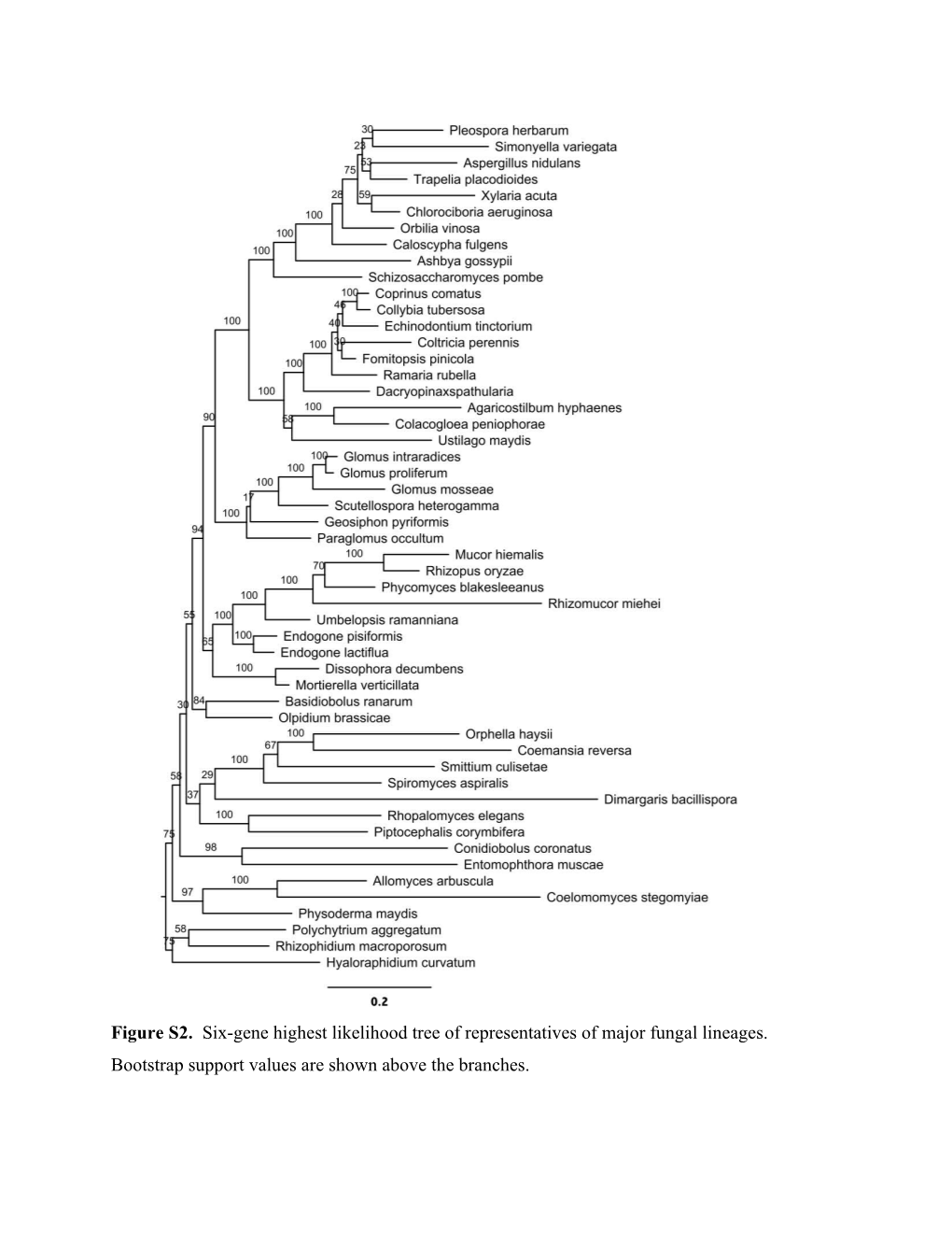 Figure S1. Representative Plant-Symbiotic Mucoromycotina Detected in This Study. Gene Tree