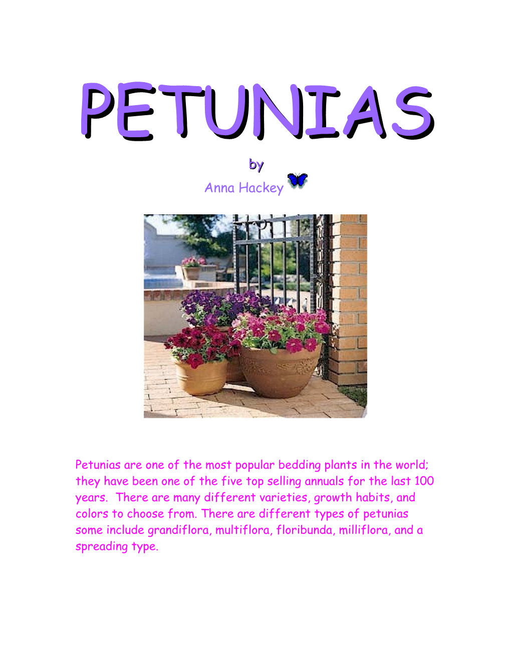 Petunias Are One of the Most Popular Bedding Plants in the World; They Have Been One Of