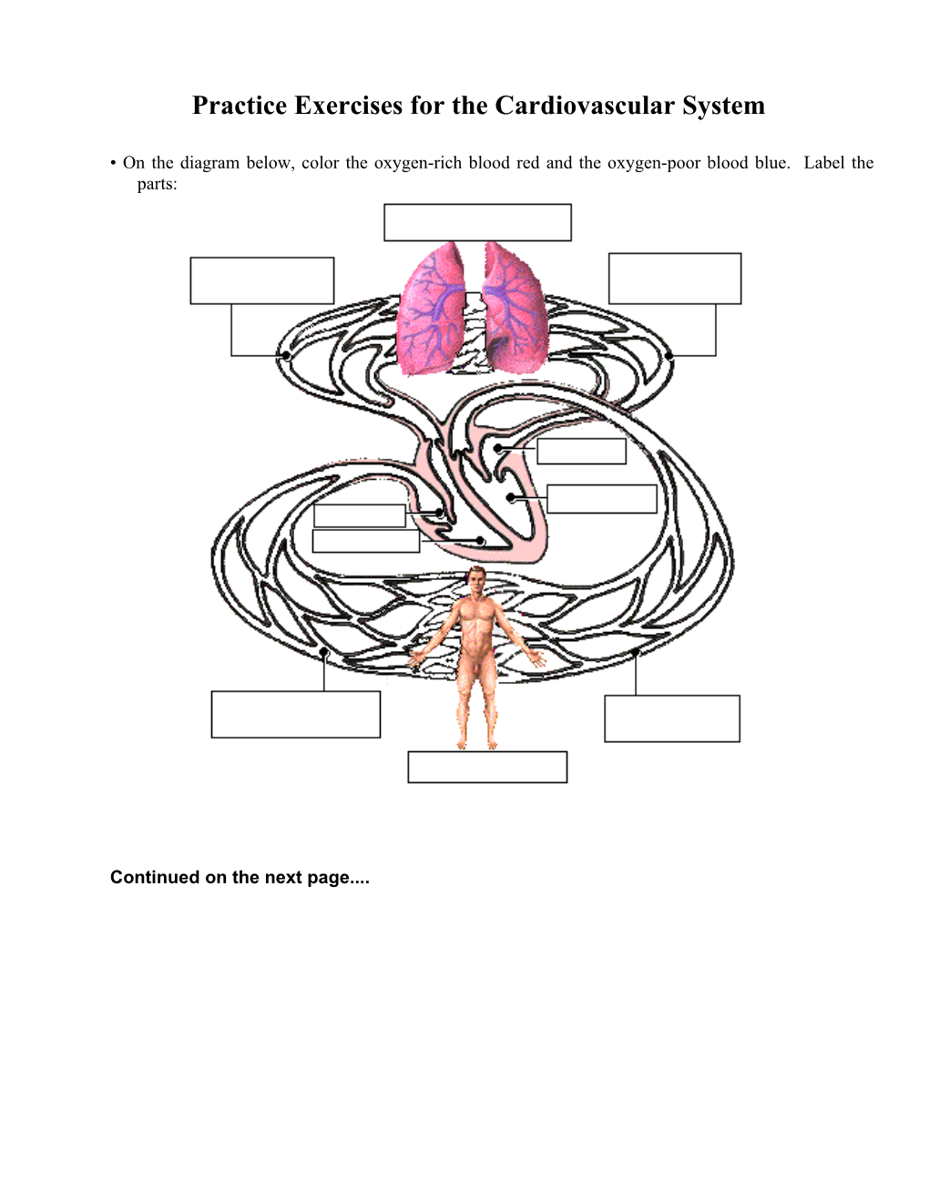 Anatomy Review: the Heart