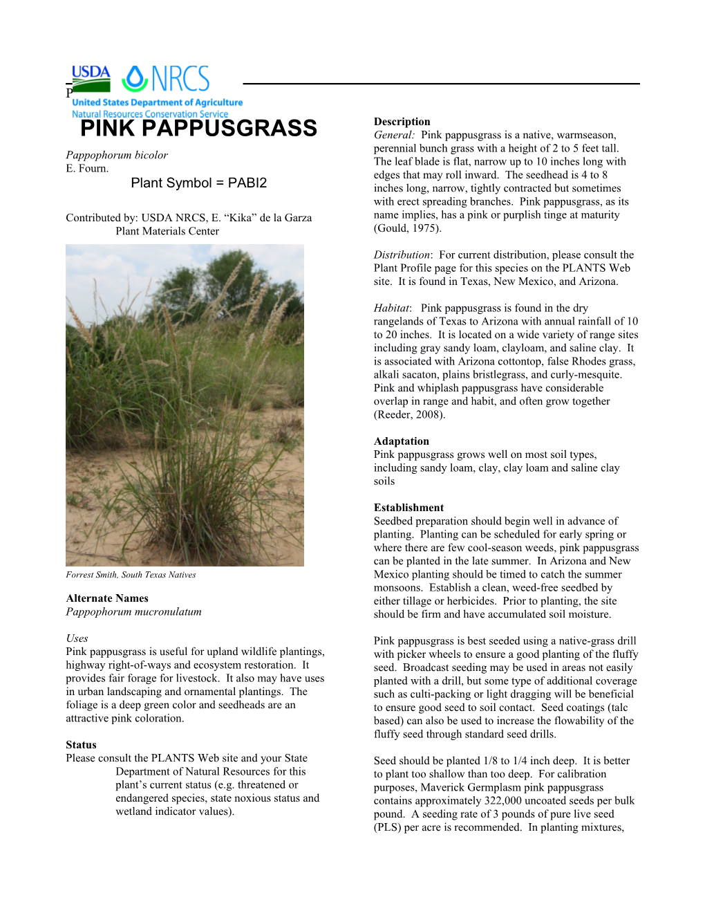 Pink Pappusgrass Plant Guide