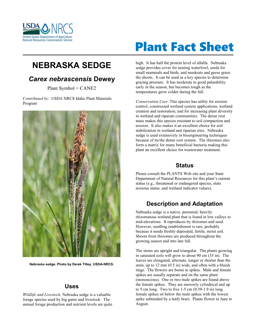 Plant Fact Sheet for Nebraska Sedge (Carex Nebrascensis)