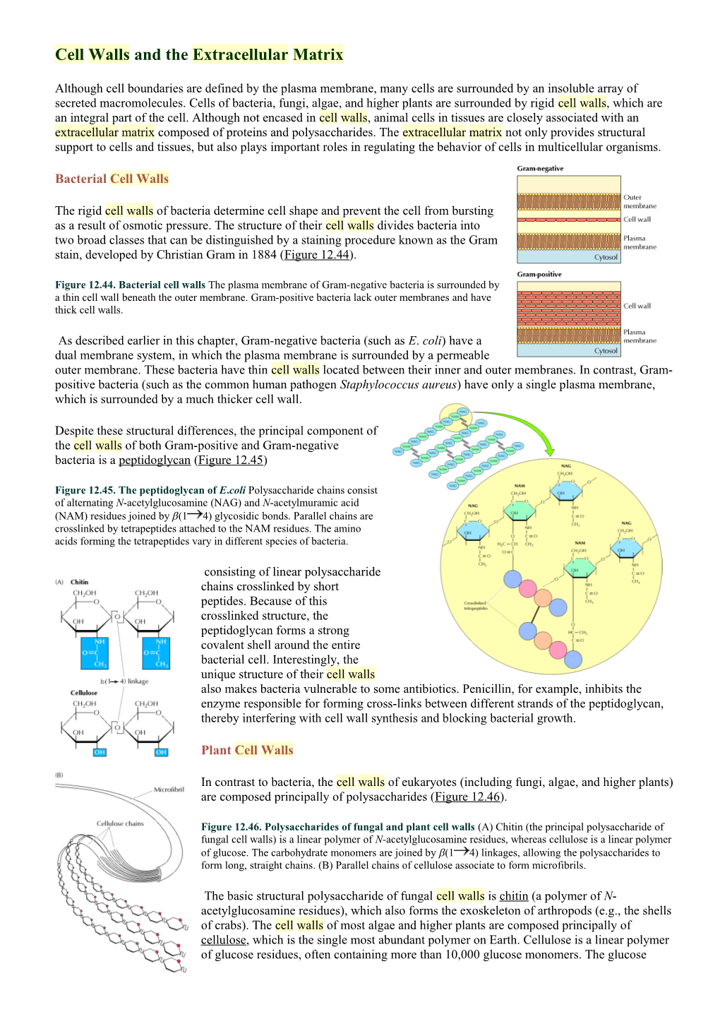 Cell Walls and the Extracellular Matrix