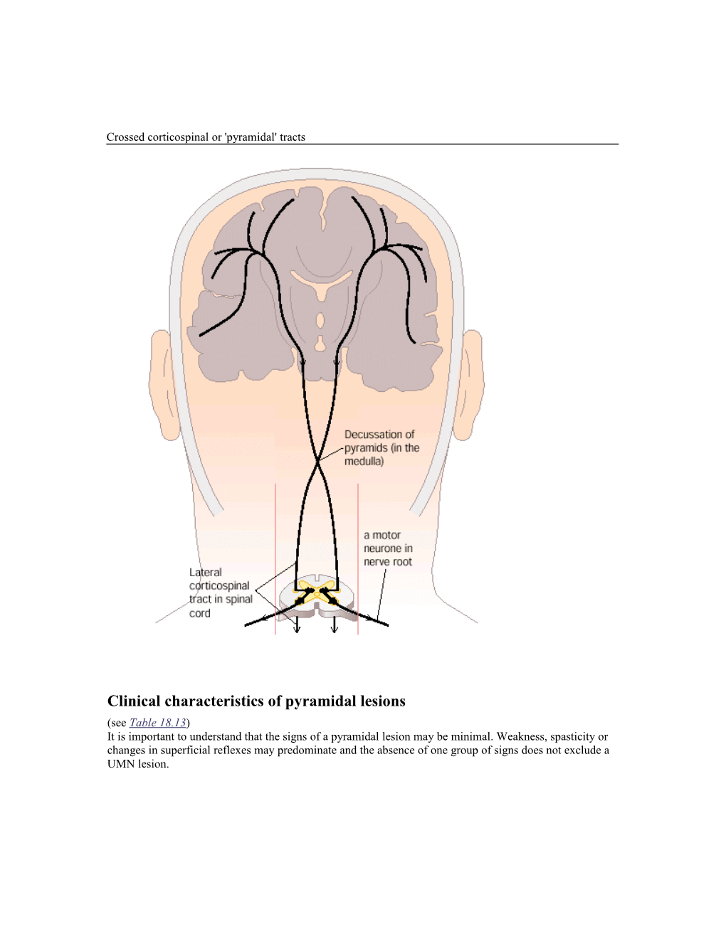 Crossed Corticospinal Or 'Pyramidal' Tracts