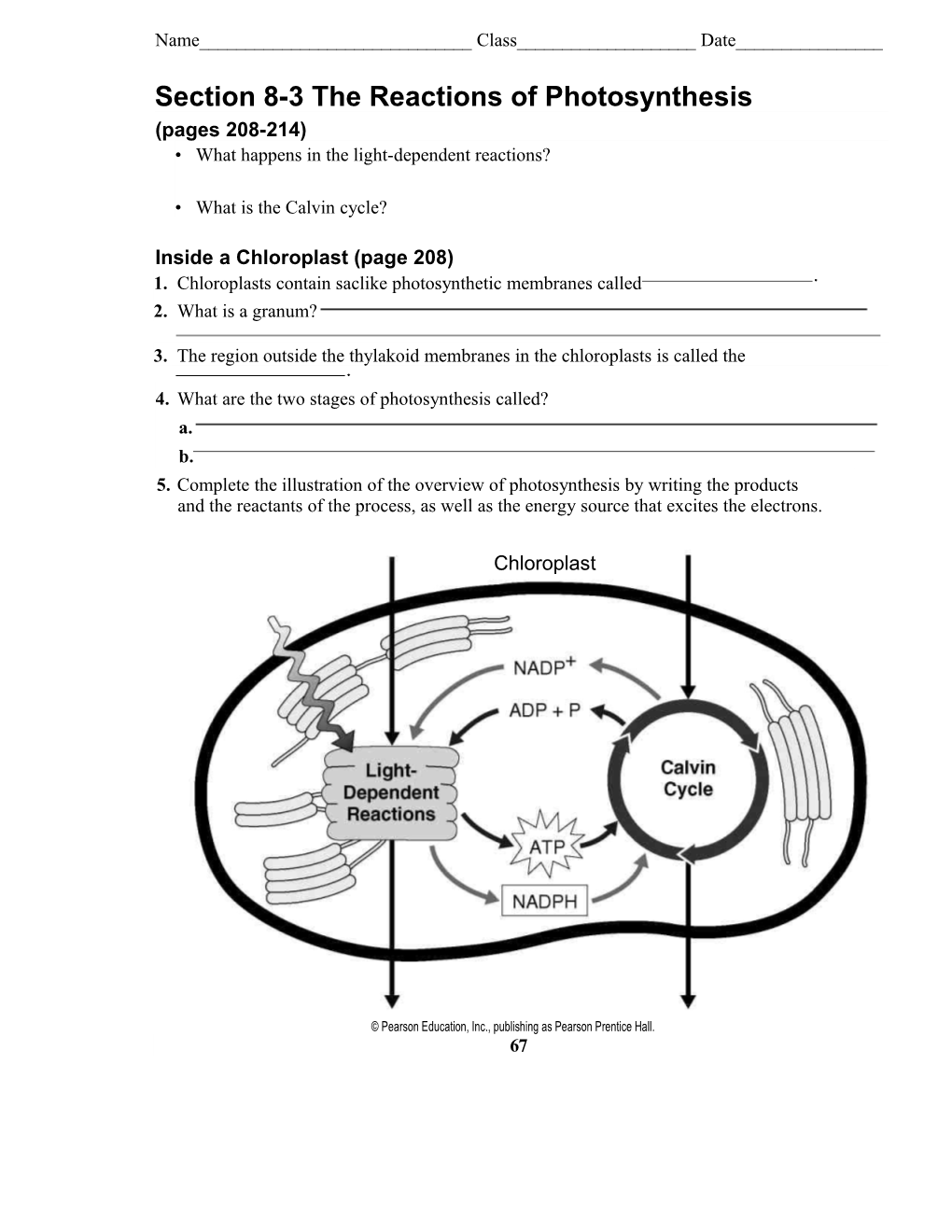 Section 8-3 the Reactions of Photosynthesis