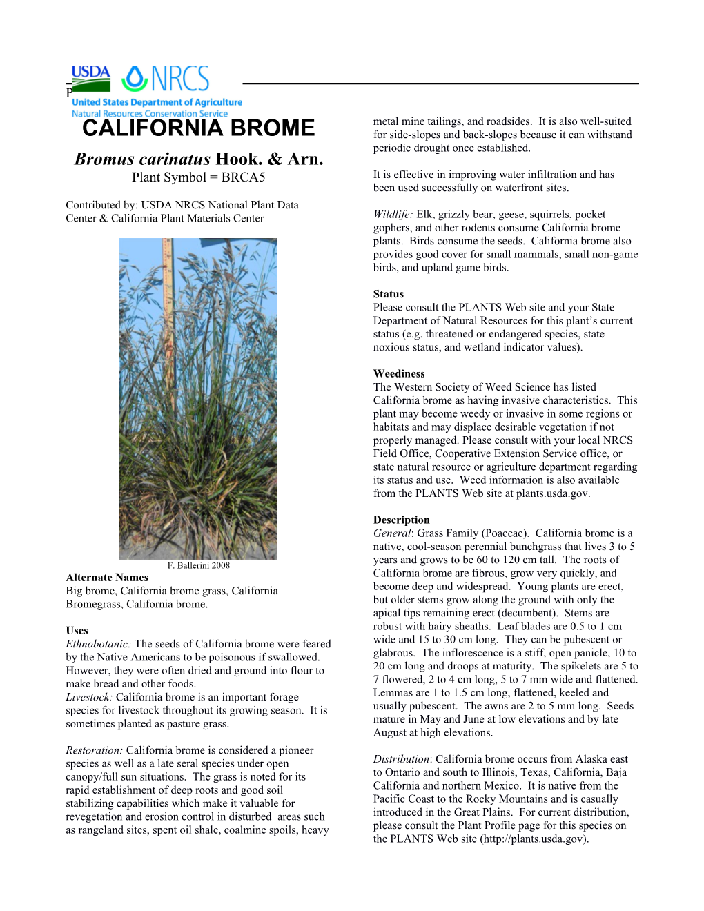 CALIFORNIA BROME Plant Guide