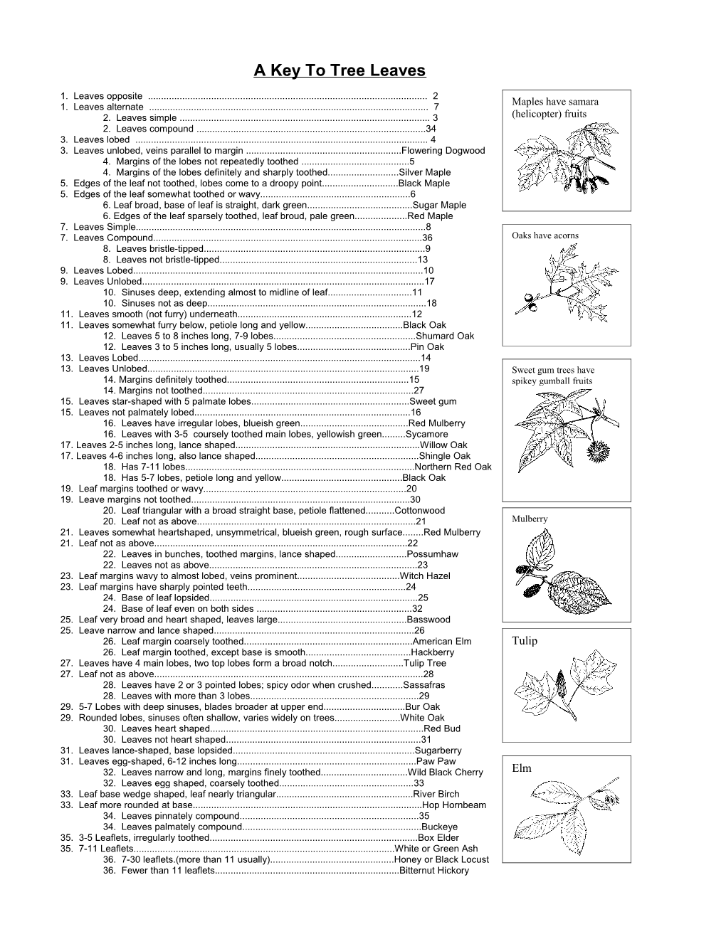 A Key to Tree Leaves
